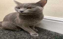 Mixed Breed cats for sale: Black and white cute kittens  - Image 11