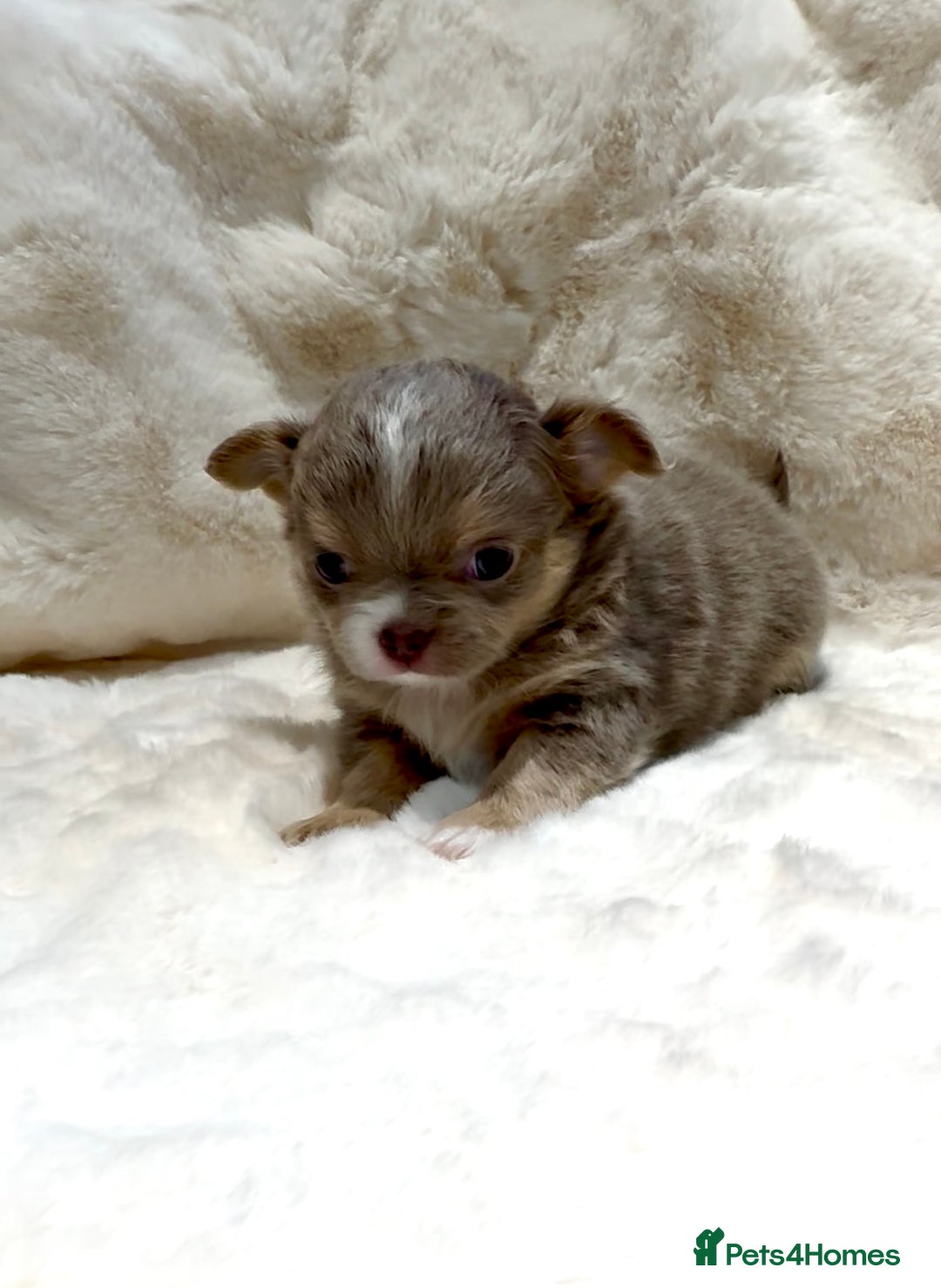 Chihuahua dogs for sale: QUALITY LONG COAT KC CHIHUAHUA PUPPIES  - Advert 10