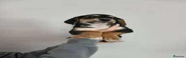Bocker 2