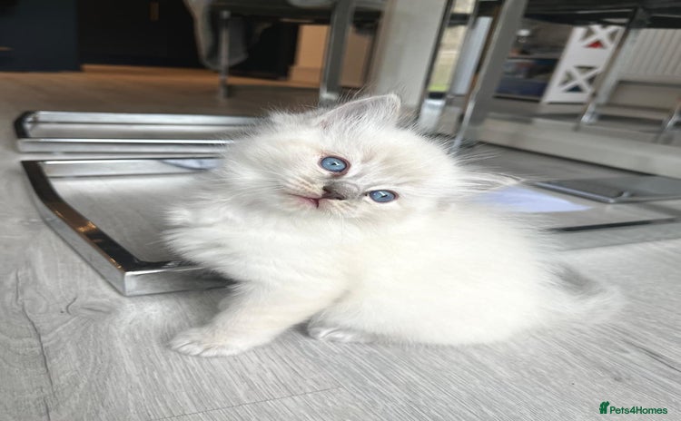 Ragdoll cats - Advert 8