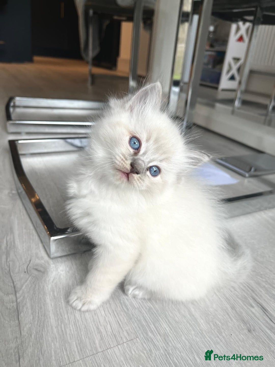 Ragdoll cats for sale: Lynx fluffballs  - Image 1