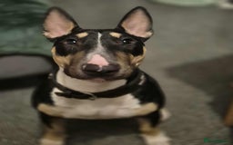 English Bull Terrier dogs for sale: English bulterrier female - Image 1