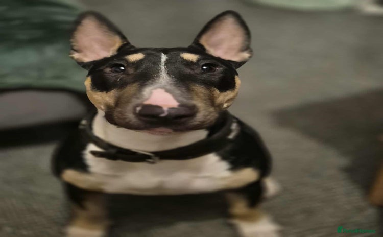 English Bull Terrier dogs - Advert 2