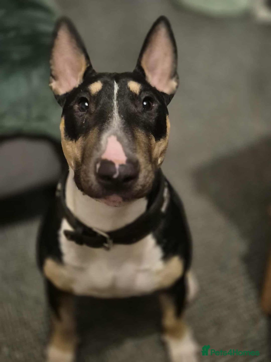 English Bull Terrier dogs for sale: English bulterrier female - Image 1