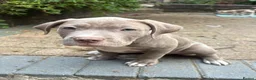Mixed Breed dogs for sale: Cane corso x staff x sharpei  in Potters Bar - Advert 3