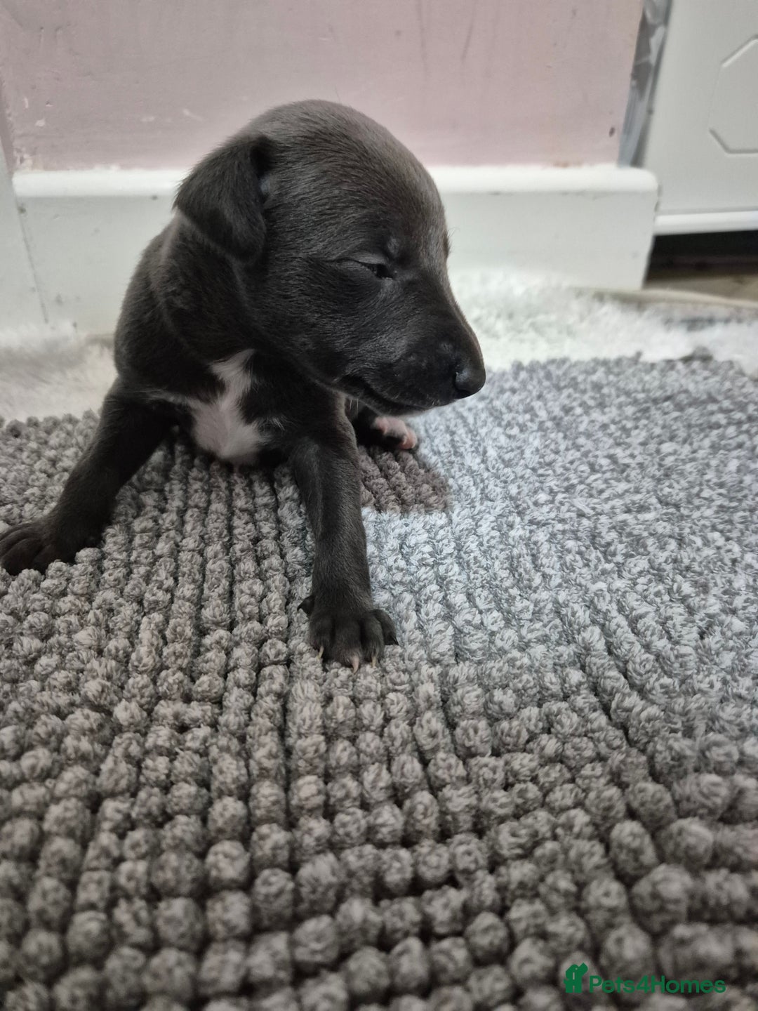 Whippet dogs for sale: 🐾 Stunning Blue Whippet Puppies - just £800!🐾 - Advert 7