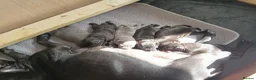 Staffordshire Bull Terrier dogs for sale: New staffy litter in Doncaster - Advert 7