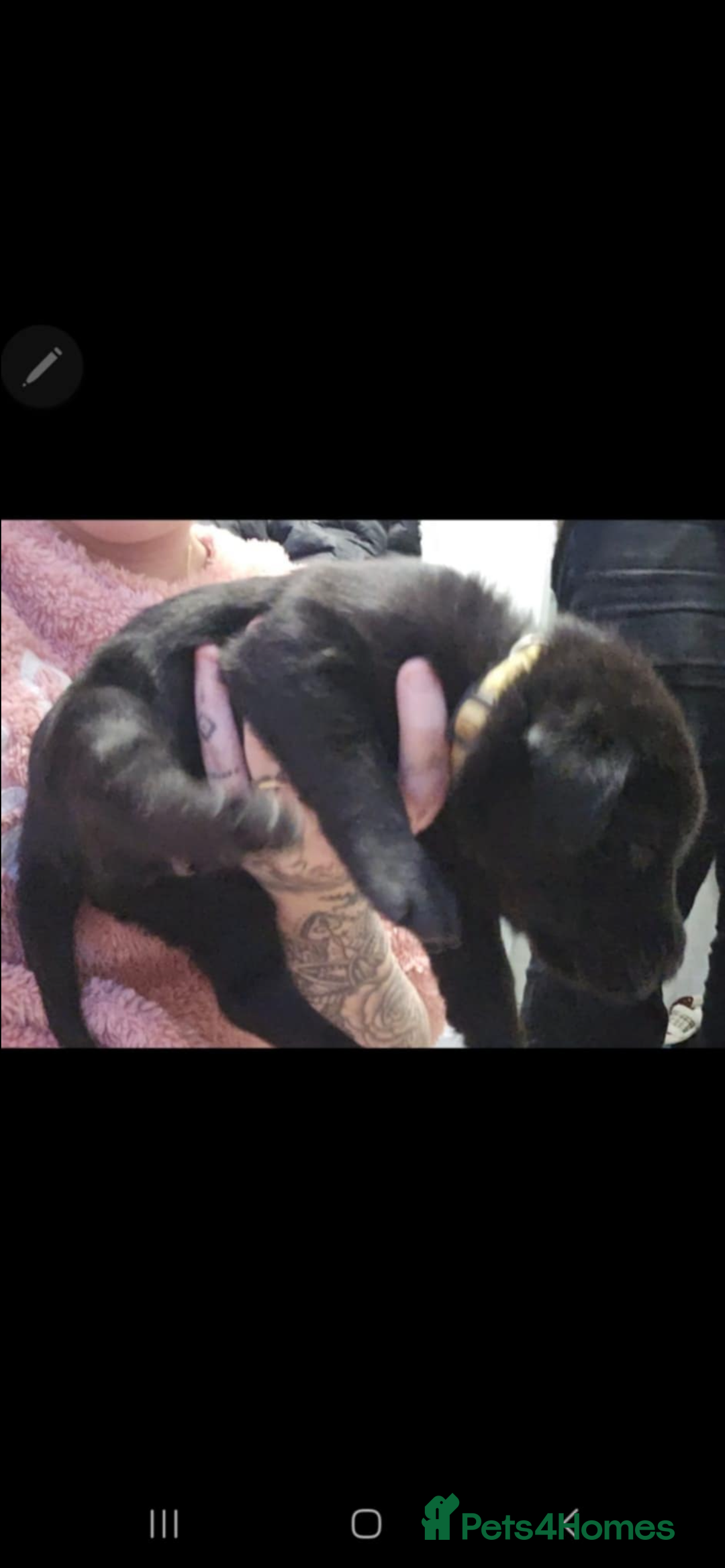 Labrador Retriever dogs for sale: 3 Beautiful Labrador Girls - Advert 6