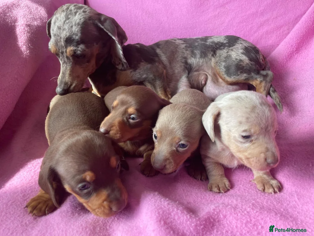 Miniature Dachshund dogs for sale: Quality Miniature Dachshund Puppies - Advert 18