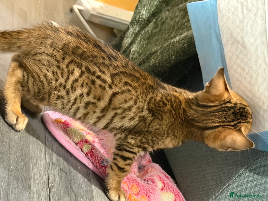 Bengal cats for sale: Bengal kitten. ONLY 2 left - Advert 2