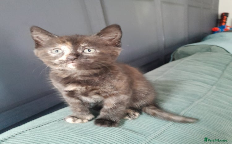 Domestic Shorthair cats - Advert 14