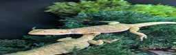 Bearded Dragon reptiles for sale: Hand tame - Advert 9