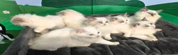 Ragdoll cats for sale: Amazing Ragdoll Babies  in Hartlepool - Advert 6