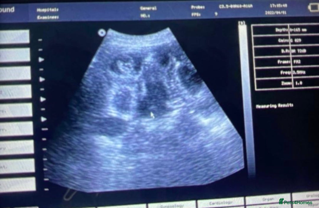 Miniature Poodle dogs for stud: Miniature poodle stud in Sandbach - Advert 9