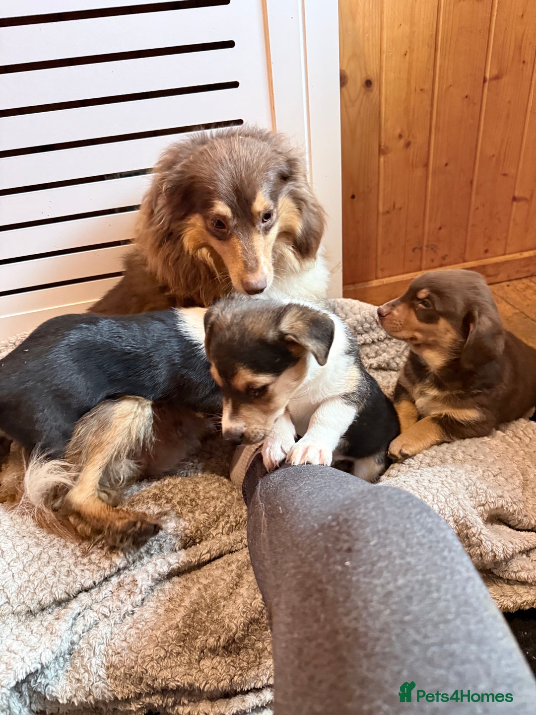 Mixed Breed dogs for sale: Cheeky trio looking for forever homes  - Advert 2