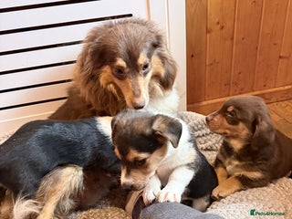Mixed Breed dogs Cheeky trio looking for forever homes - Advert 2