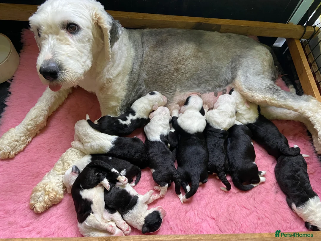 Old English Sheepdog dogs for sale: Stunning KC Registered Old English Sheepdog Pups - Advert 8