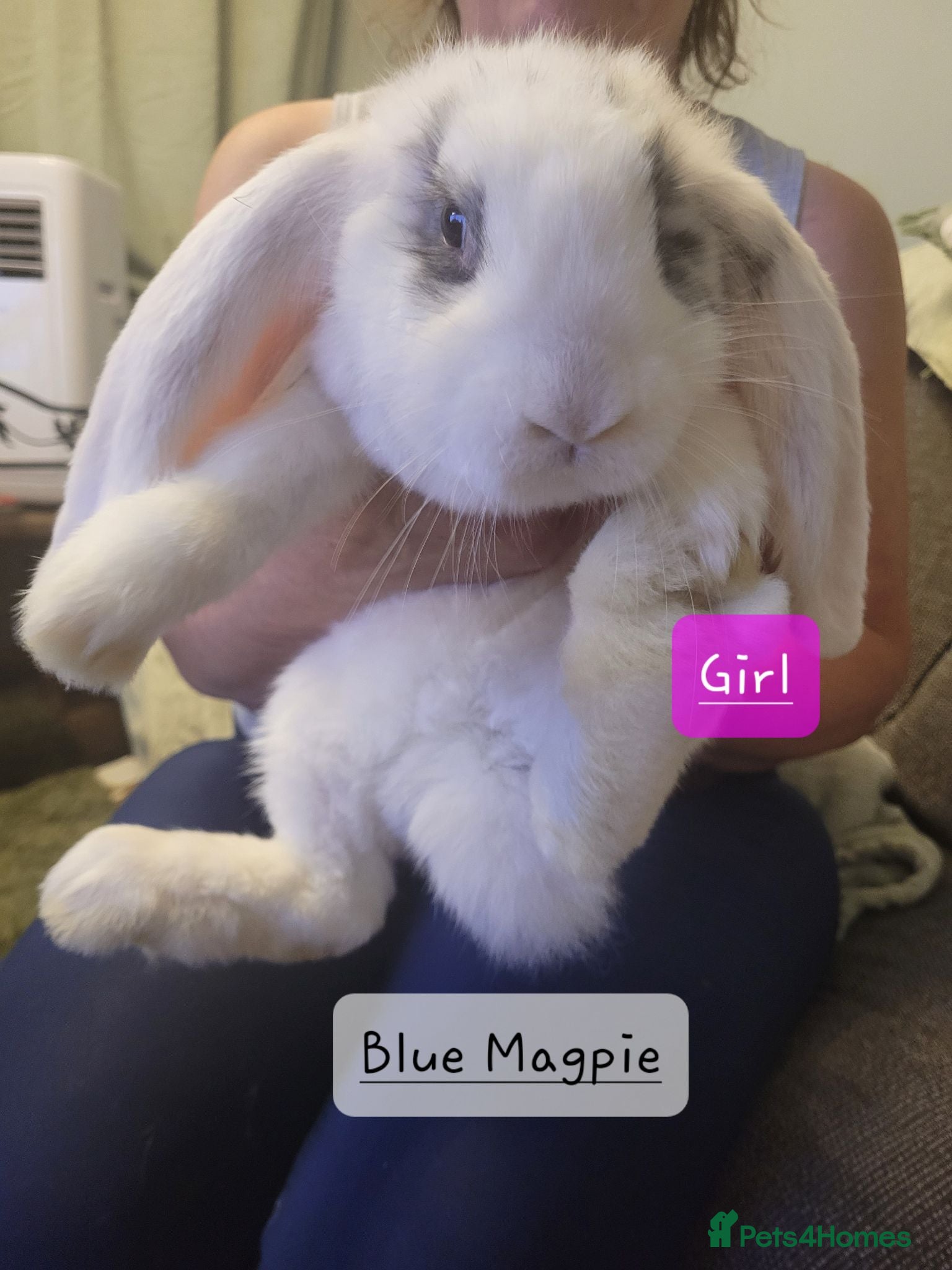 French Lop rabbits Pure Bred French Lop babies Vaccinated with Yurvac - Advert 2