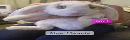 French Lop rabbits for sale: Pure Bred French Lop babies Vaccinated with Yurvac - Advert 2