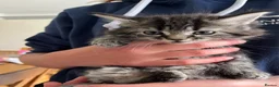 Mixed Breed cats for sale: Long haired kittens - Advert 2