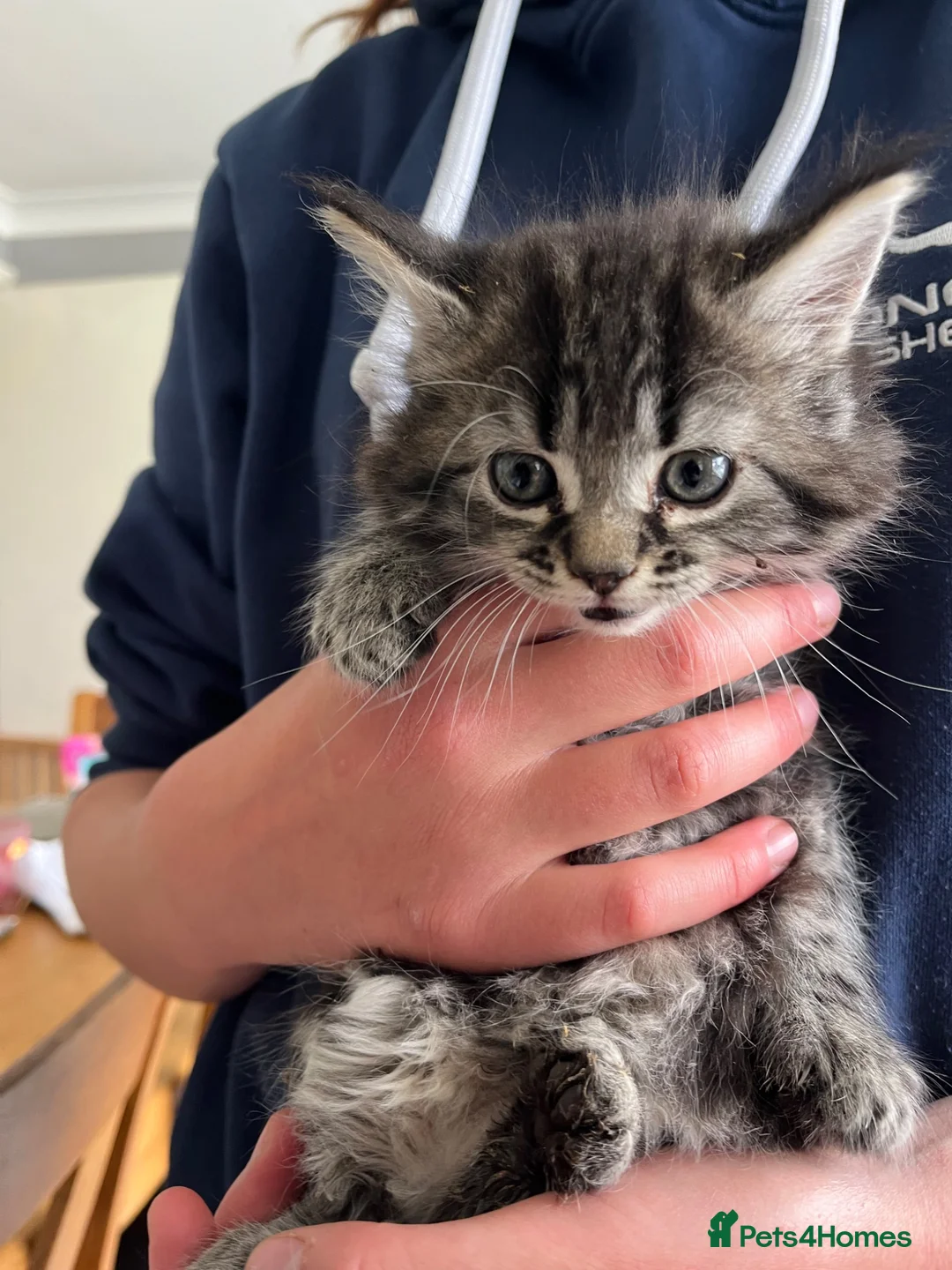 Mixed Breed cats for sale: Long haired kittens - Advert 2
