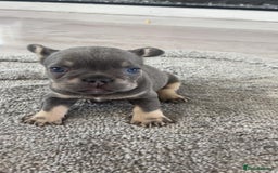 French Bulldog dogs for sale: French Bulldog puppies -fluffy & fluffy carriers✨ - Image 8