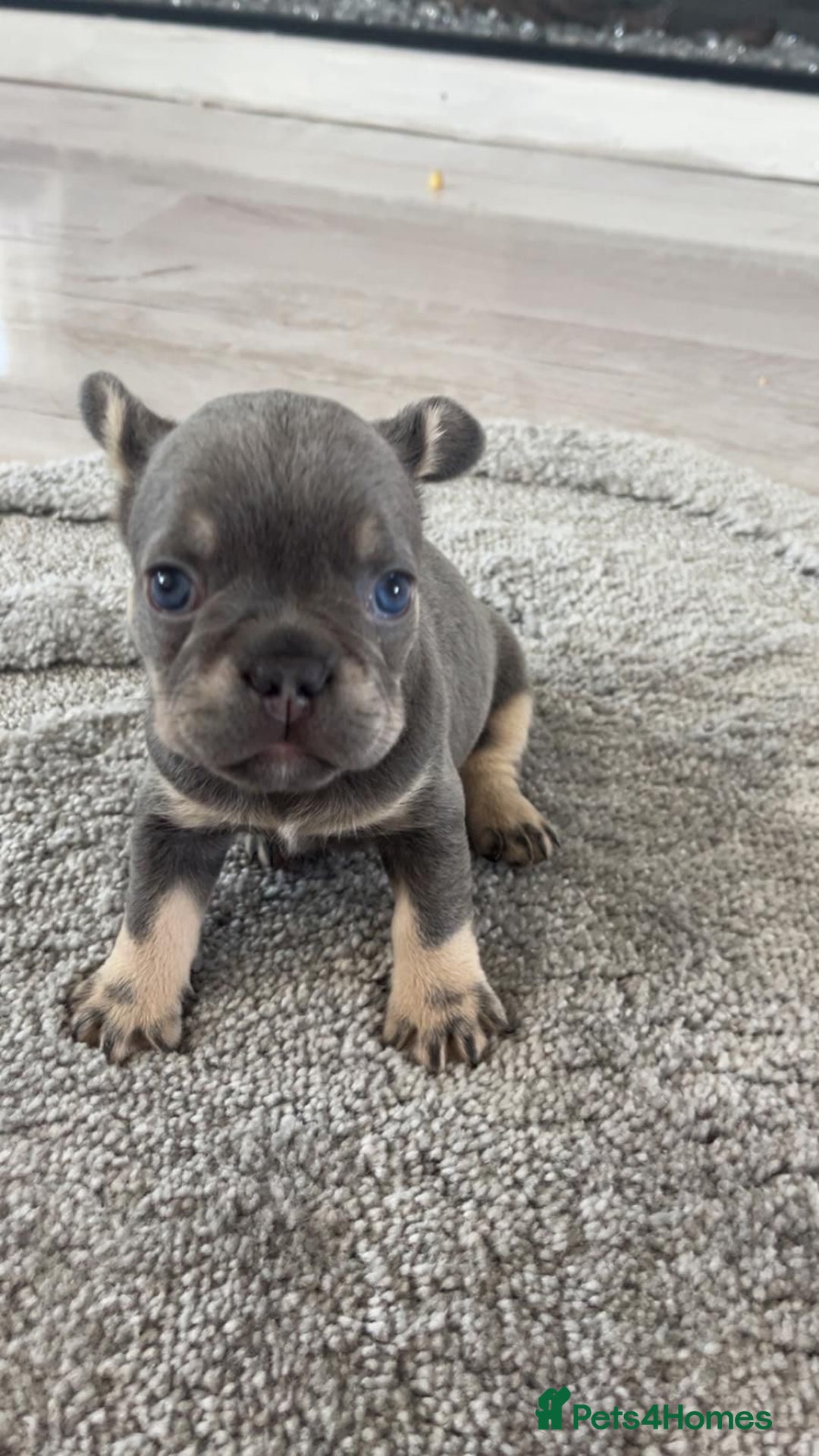 French Bulldog dogs for sale: French Bulldog puppies -fluffy & fluffy carriers✨ - Image 8