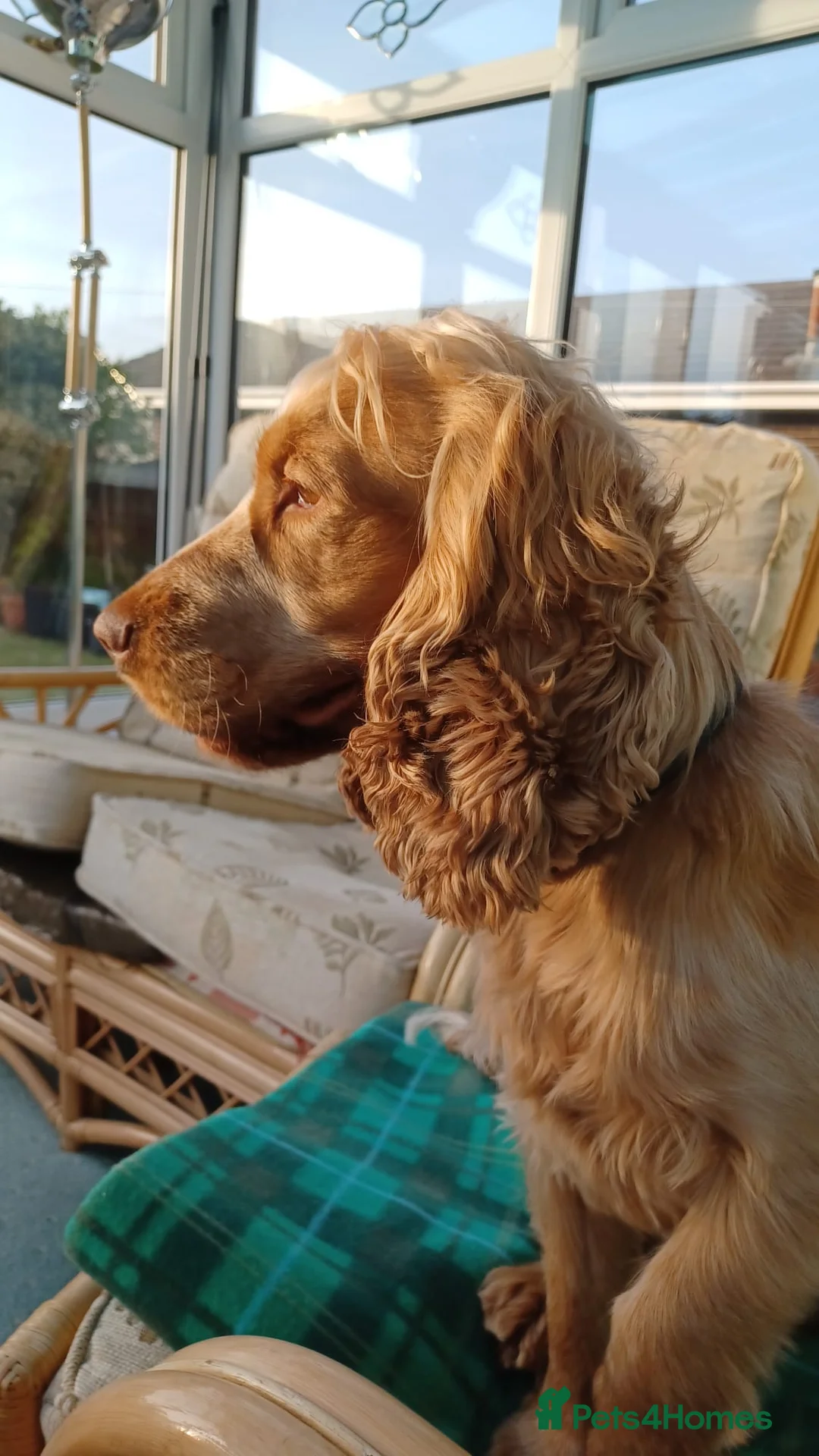 Cocker Spaniel dogs for stud: Proven Handsome Show Cocker Spaniel For Stud in Rochdale - Advert 8