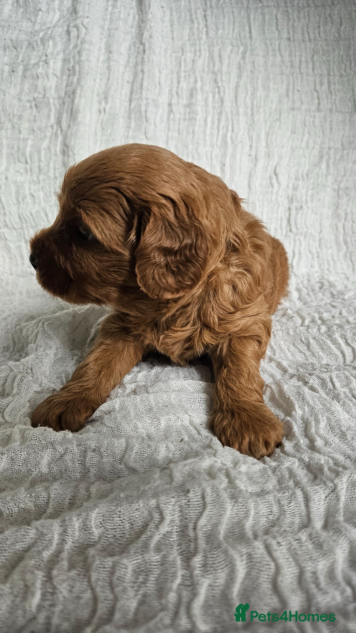 Mini Goldendoodle dogs for sale: 🐾✨ Beautiful Toy Goldendoodle Puppies  ✨🐾 - Advert 26