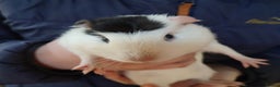 Guinea Pig rodents for sale: Guinea pigs for sale  - Advert 20