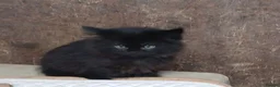 Mixed Breed cats for sale: Rescue kittens  - Advert 3