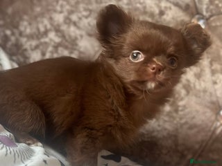 Chihuahua dogs for sale: Beautiful long coat chihuahua girl 🤎💕 - Advert 1