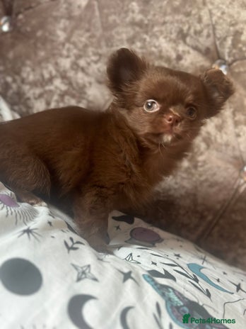 Chihuahua dogs Beautiful long coat chihuahua girl 🤎💕 - Advert 1