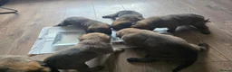 Belgian Shepherd Dog dogs for sale: Belgian Malinois Puppies For Sale. - Advert 6