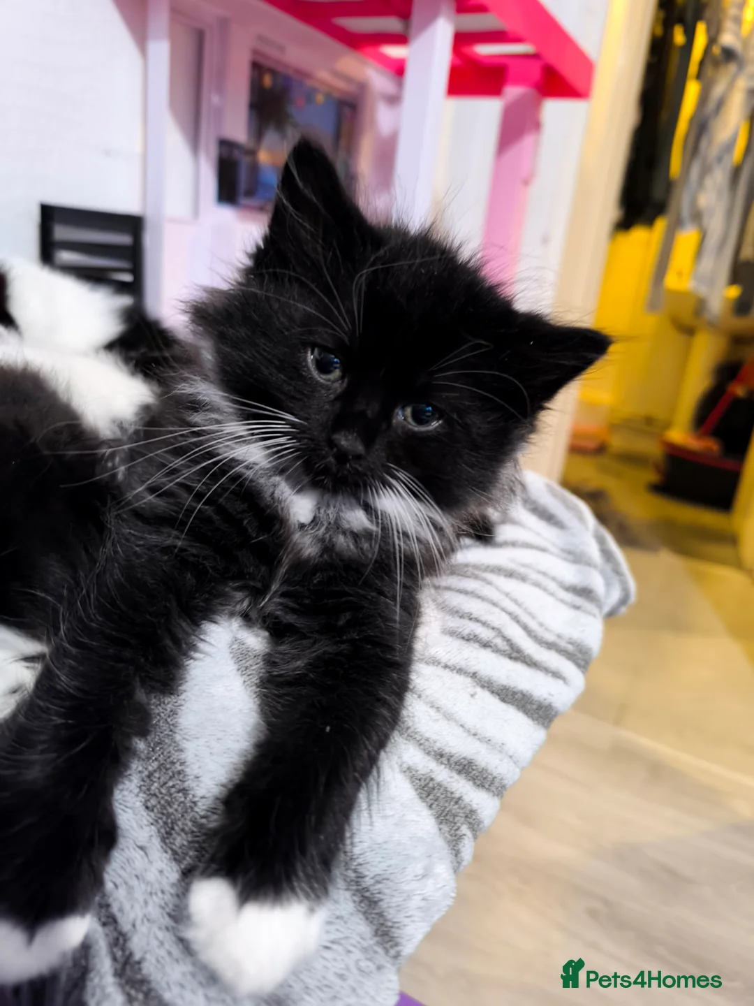 Mixed Breed cats for sale: Long and short hair kittens available now  - Advert 2