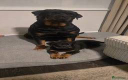 Rottweiler dogs for sale: Pure breed  KING ROTTWEILER (1 female) - Image 12