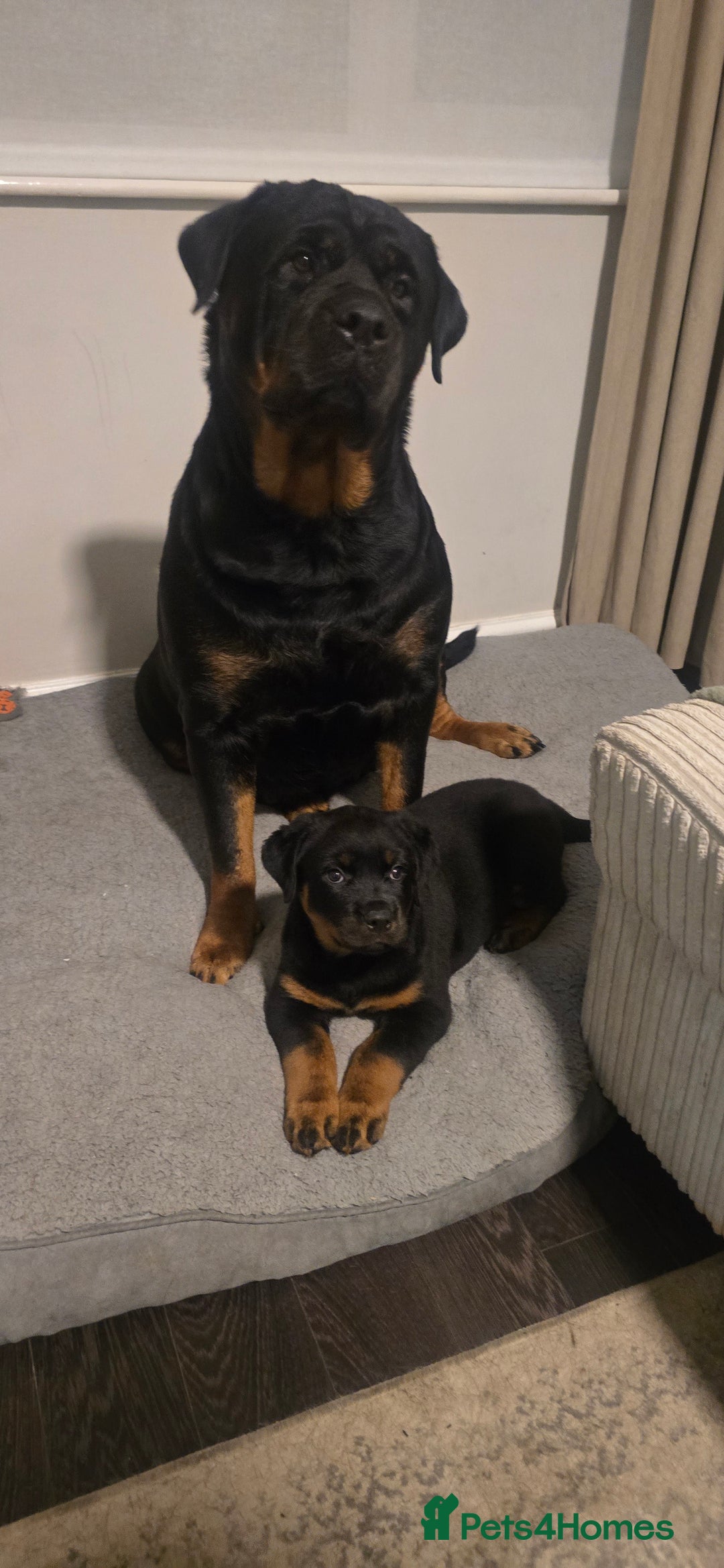 Rottweiler dogs for sale: Pure breed  KING ROTTWEILER (1 female) - Image 12