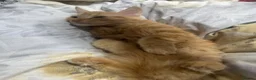 British Longhair cats for sale: British long hair + Turkish arugula  - Advert 13