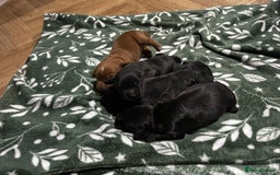 Cocker Spaniel dogs for sale: Cocker spaniel puppies  - Image 9