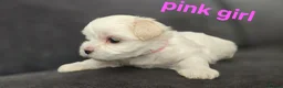Maltese dogs for sale: ⭐️KC registered Maltese puppies⭐️ - Advert 10