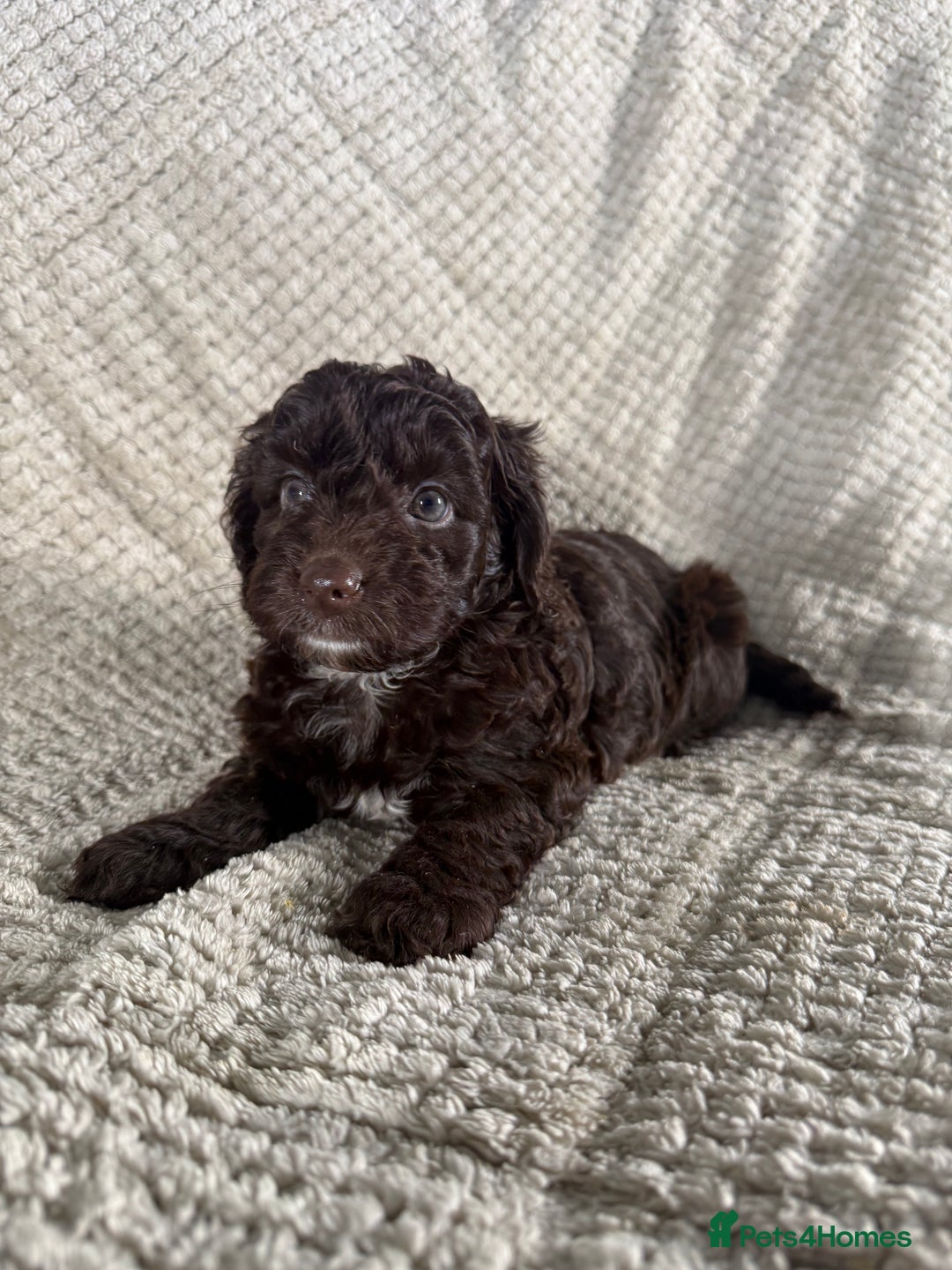 Cockapoo dogs for sale: F1 Cockerpoo Puppies For Sale  - Advert 20