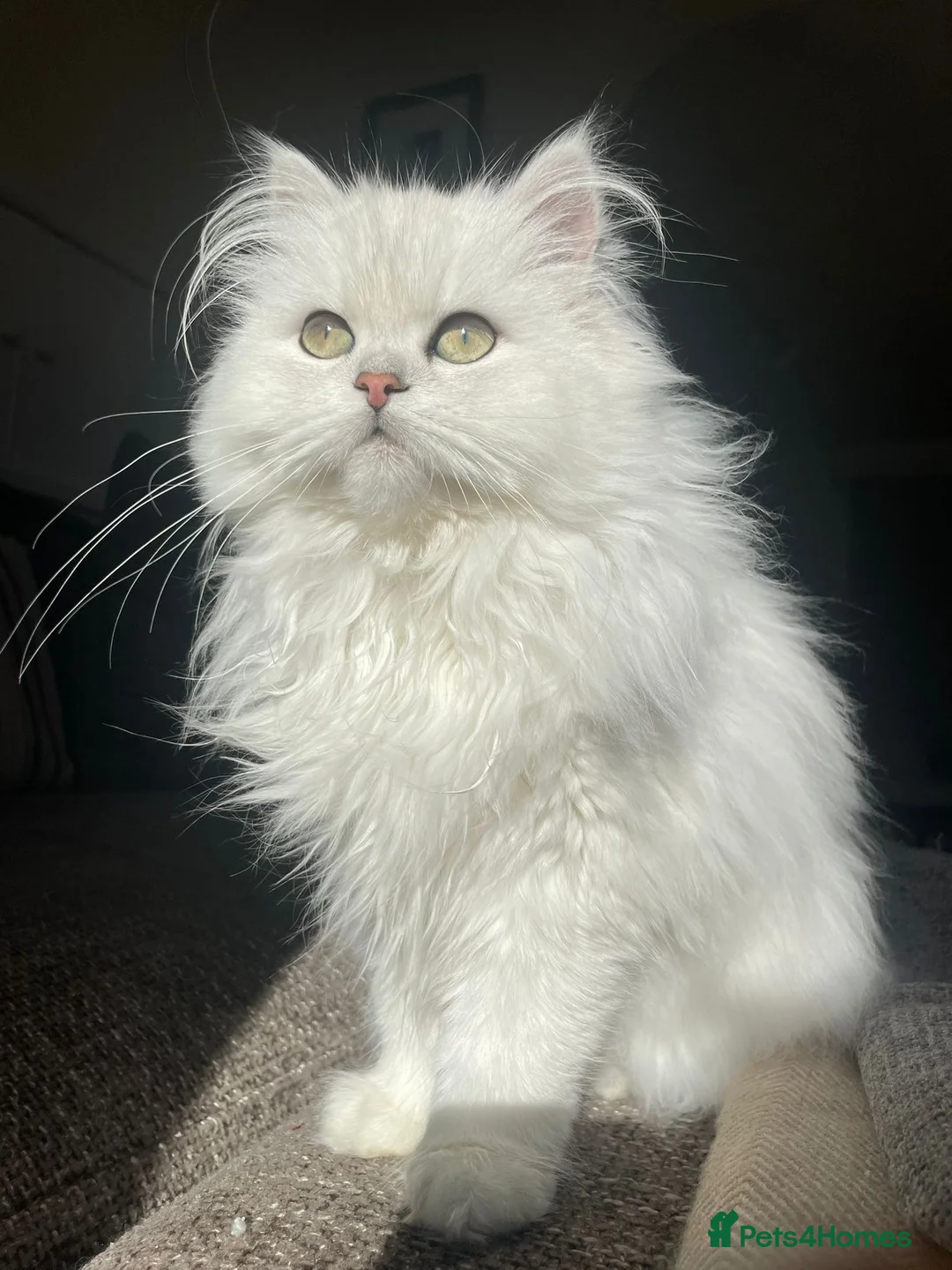 Persian cats for stud: Stunning Persian Silvertip Chinchilla for Stud in Bedford - Advert 14