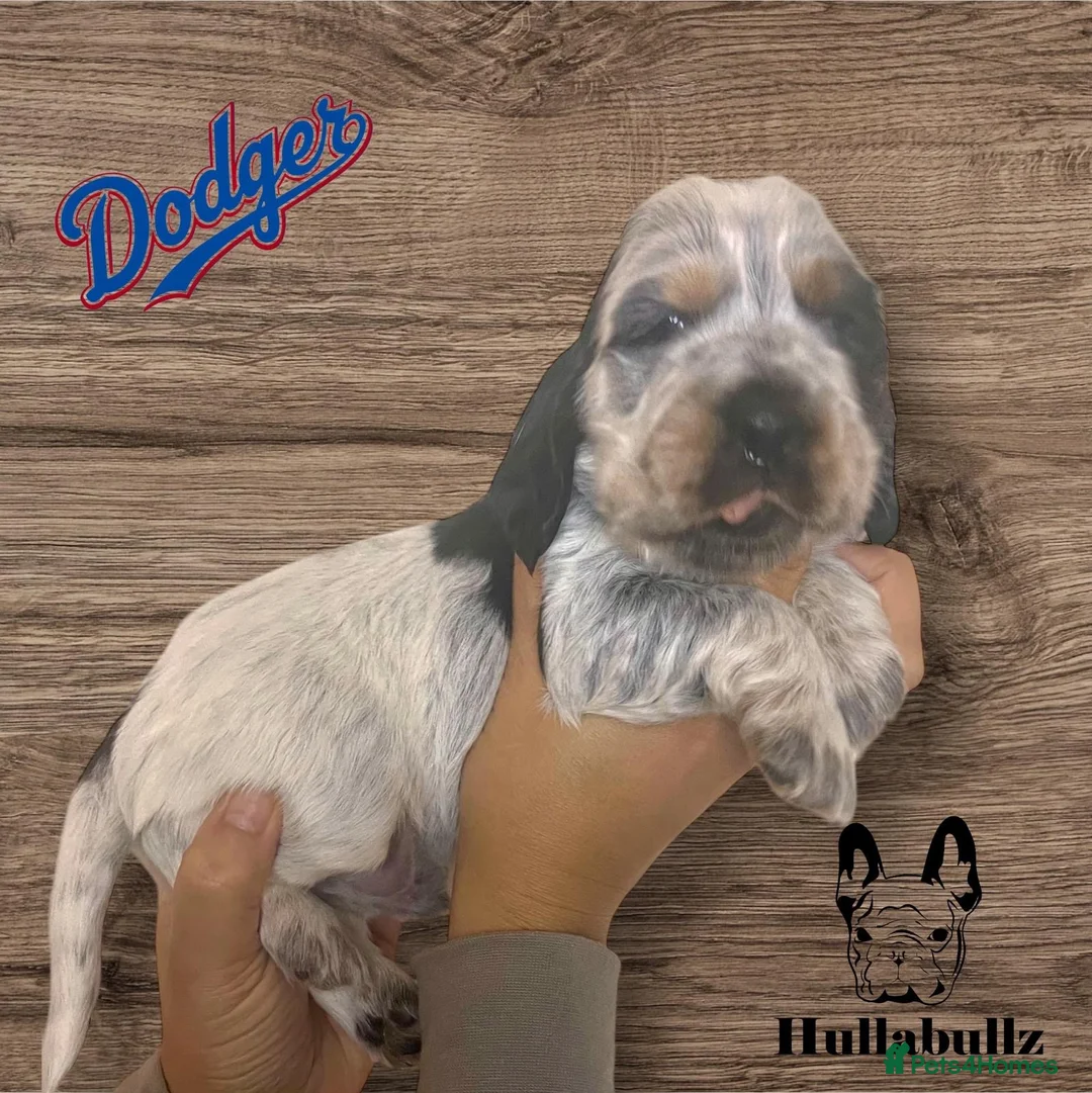 Cocker Spaniel dogs for stud: KC REG SHOW COCKER SPANIEL STUD in Gosport - Advert 34