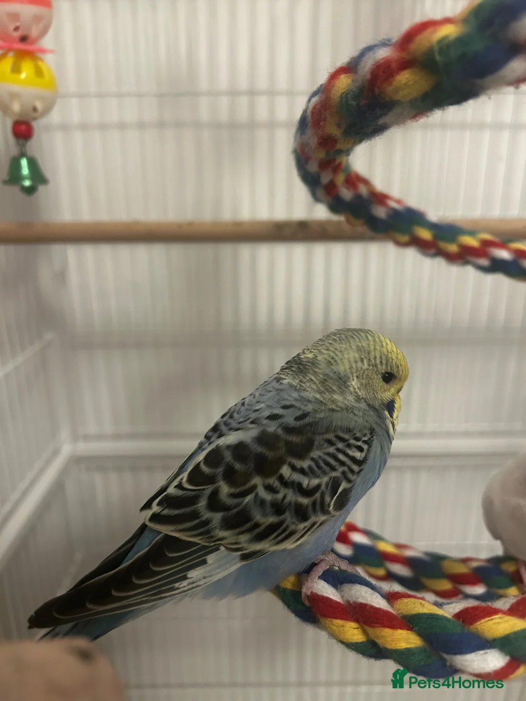 Budgerigars birds for sale: Female budgie in Nottingham - Advert 2