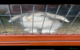Harlequin rabbits for sale:  Gorgeous rabbit looking for her new home  - Image 2