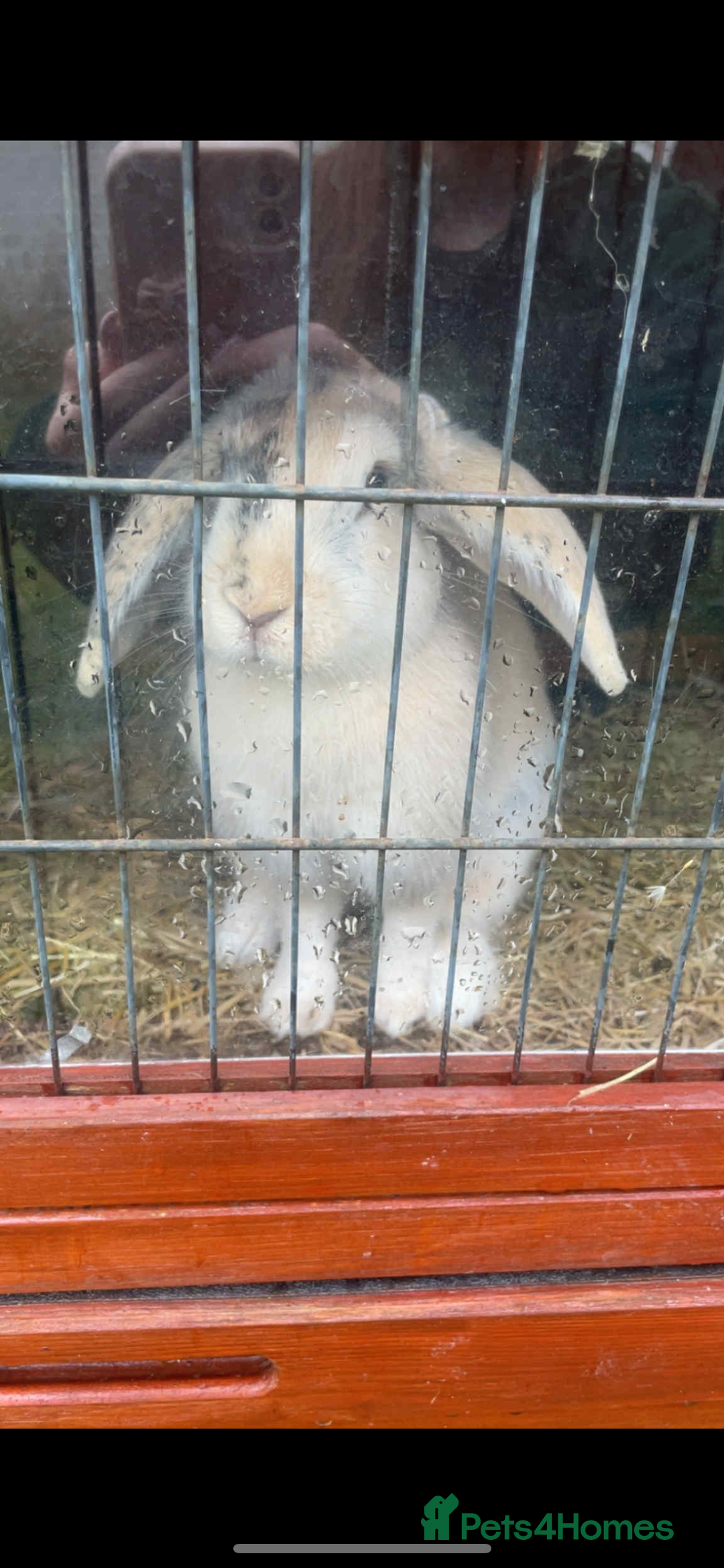 Harlequin rabbits for sale:  Gorgeous rabbit looking for her new home  - Image 2