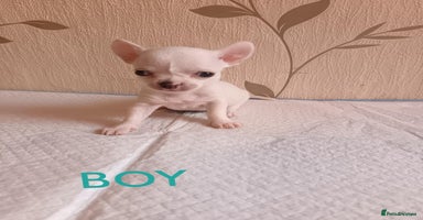 Chihuahua dogs - Advert 10
