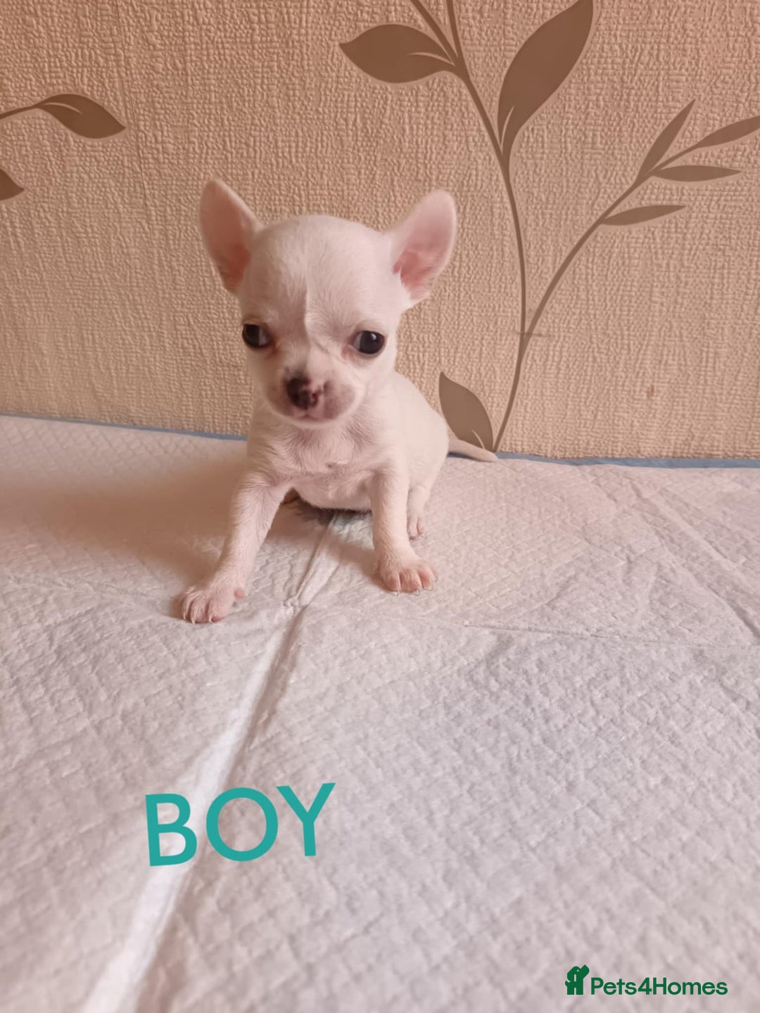 Chihuahua dogs for sale: Chihuahua puppy - Image 3