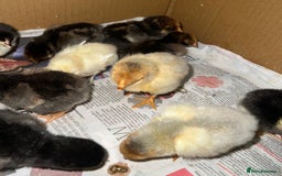 Chickens poultry for sale: 14x Day old PURE BREED chicks! - Image 3