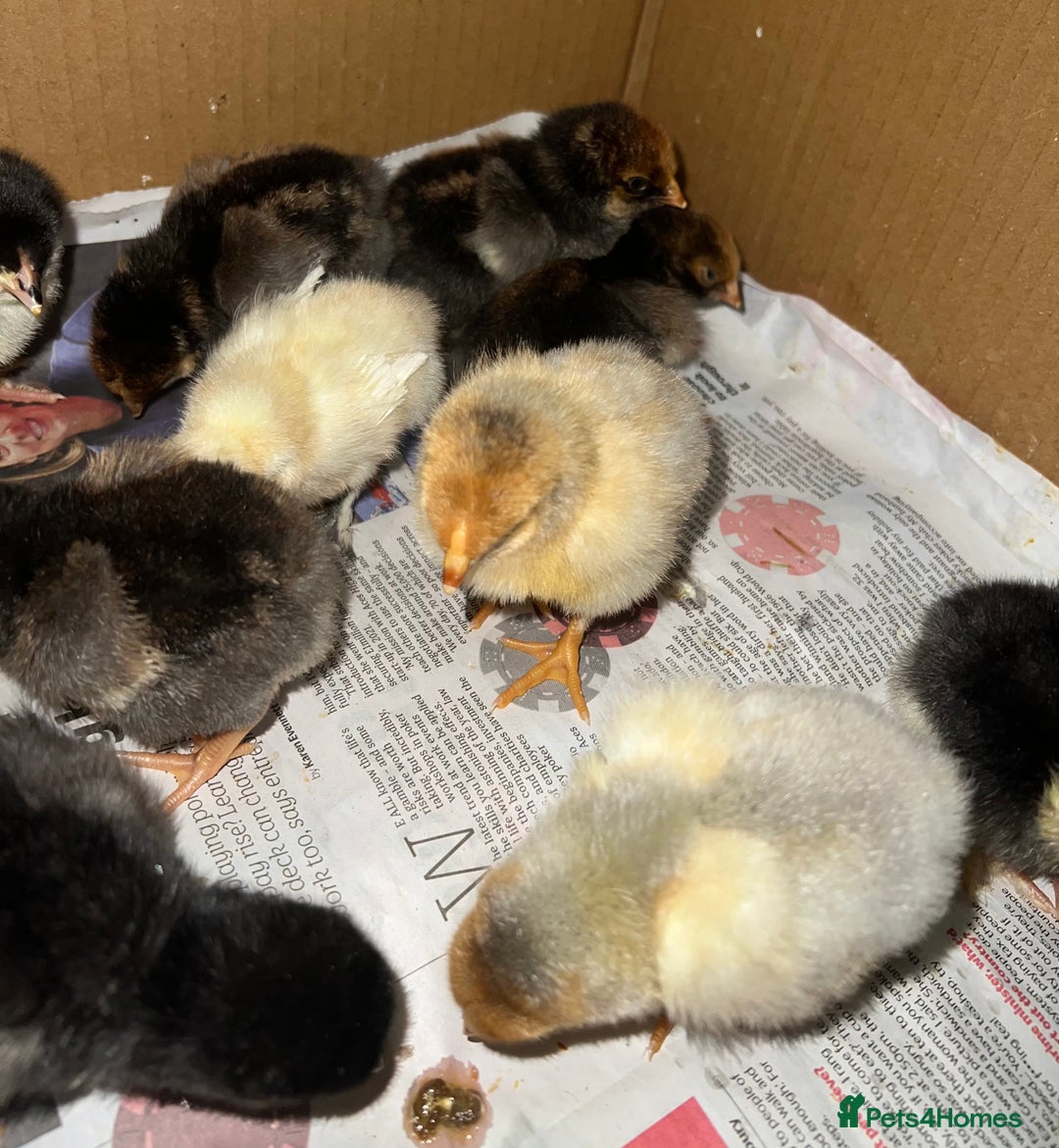 Chickens poultry for sale: 14x Day old PURE BREED chicks! - Image 3